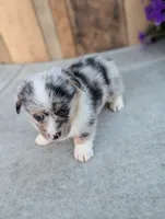 Snickers , a male Pembroke Welsh Corgi for sale in Bristol, IN – 2 of 6