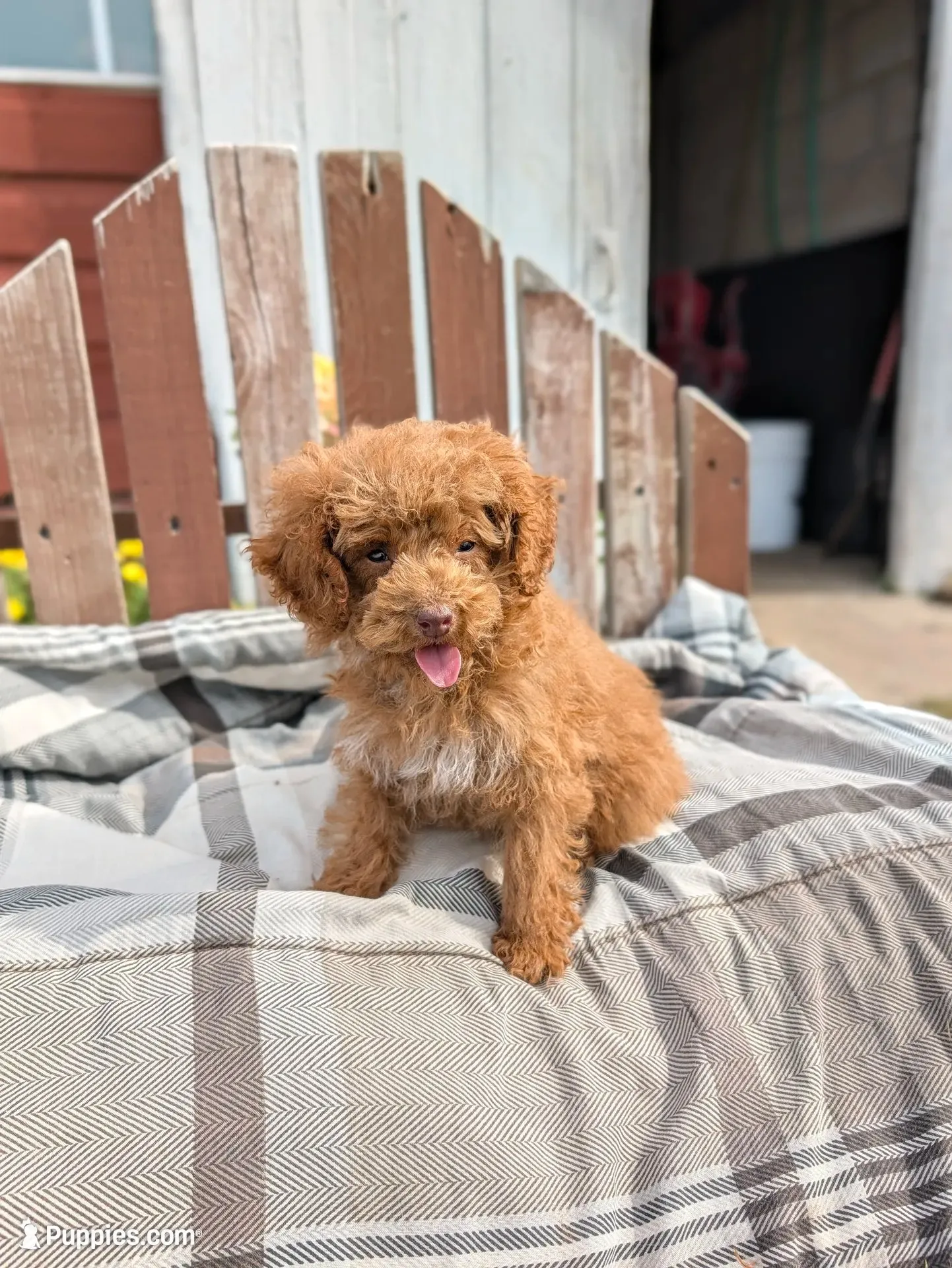 Tinsley, a female Poodle - Toy  for sale in Bristol, IN – 5 of 6