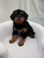 Churro , a male Aussiedoodle and Poodle - Miniature  for sale in Bristol, IN – 4 of 5