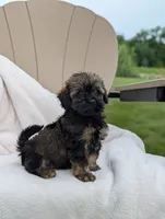 Felix, a male Havapoo for sale in Bristol, IN – 2 of 5