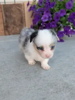 Twix, a male Pembroke Welsh Corgi for sale in Bristol, IN – 4 of 6