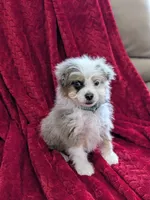 Blane, a male Pomapoo for sale in Bristol, IN – 2 of 6