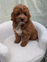 Chestnut , a male Aussiedoodle and Poodle - Miniature  for sale in Bristol, IN – 4 of 5