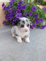 MilkyWay , a male Pembroke Welsh Corgi for sale in Bristol, IN – 4 of 6