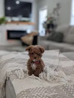 Zeke, a male Poodle - Toy  and Poodle - Miniature  for sale in Bristol, IN – Photo 4 of 7