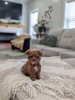 Zeke, a male Poodle - Toy  and Poodle - Miniature  for sale in Bristol, IN – Photo 5 of 7