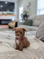 Zeke, a male Poodle - Toy  and Poodle - Miniature  for sale in Bristol, IN – Photo 6 of 7