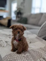 Zeke, a male Poodle - Toy  and Poodle - Miniature  for sale in Bristol, IN – Photo 3 of 7