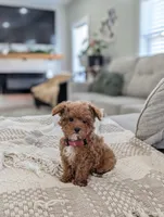 Zeke, a male Poodle - Toy  and Poodle - Miniature  for sale in Bristol, IN – Photo 7 of 7