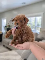 Zeke, a male Poodle - Toy  and Poodle - Miniature  for sale in Bristol, IN – Photo 2 of 7