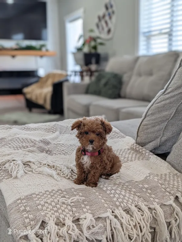 Zeke – Poodle - Toy , Poodle - Miniature  puppy for sale in Bristol, IN