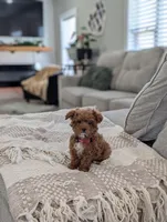 Zeke, a male Poodle - Toy  and Poodle - Miniature  for sale in Bristol, IN – Photo 1 of 7