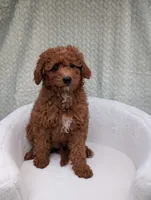 Cashew , a male Aussiedoodle and Poodle - Miniature  for sale in Bristol, IN – 2 of 4