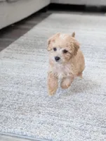 River , a male Bichpoo for sale in Bristol, IN – Photo 5 of 6