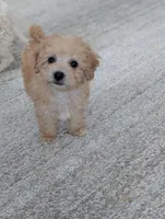 River , a male Bichpoo for sale in Bristol, IN – Photo 6 of 6