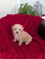 River , a male Bichpoo for sale in Bristol, IN – Photo 3 of 6