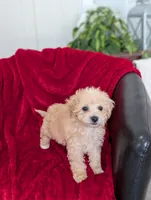 River , a male Bichpoo for sale in Bristol, IN – Photo 2 of 6