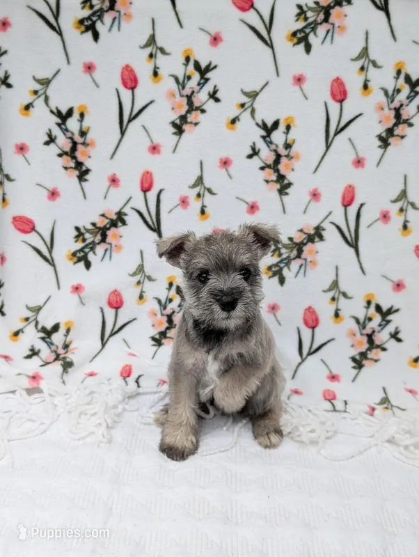 Asher – Miniature Schnauzer puppy for sale in Bristol, IN