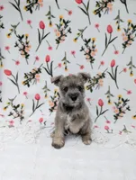 Asher, a male Miniature Schnauzer for sale in Bristol, IN – Photo 1 of 9