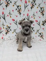 Asher, a male Miniature Schnauzer for sale in Bristol, IN – Photo 4 of 9