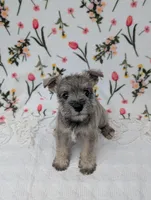 Asher, a male Miniature Schnauzer for sale in Bristol, IN – Photo 3 of 9