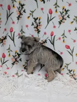 Asher, a male Miniature Schnauzer for sale in Bristol, IN – Photo 8 of 9