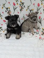 Asher, a male Miniature Schnauzer for sale in Bristol, IN – Photo 7 of 9