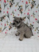 Asher, a male Miniature Schnauzer for sale in Bristol, IN – Photo 6 of 9