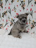 Asher, a male Miniature Schnauzer for sale in Bristol, IN – Photo 5 of 9