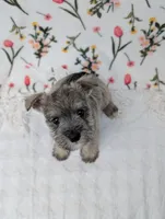 Asher, a male Miniature Schnauzer for sale in Bristol, IN – Photo 2 of 9