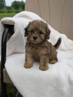 Fiona, a female Havapoo for sale in Bristol, IN – 2 of 6