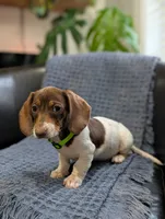 Thomas , a male Miniature Dachshund for sale in Bristol, IN – 4 of 8