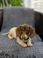 Thomas , a male Miniature Dachshund for sale in Bristol, IN – 6 of 8