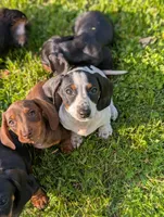 Tiger, a male Miniature Dachshund for sale in Bristol, IN – 2 of 7