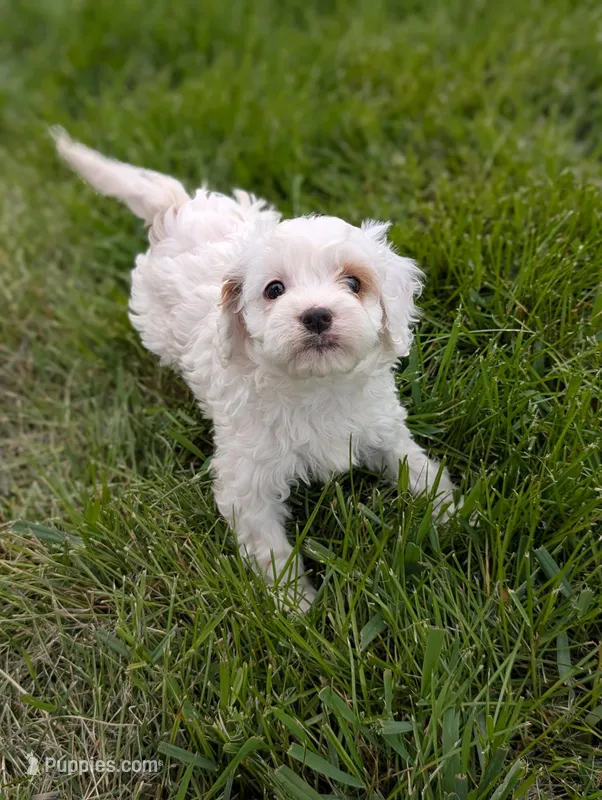 Benedict  – Cavapoo puppy for sale in Bristol, IN