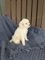 Benedict , a male Cavapoo for sale in Bristol, IN – Photo 4 of 5