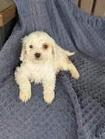Benedict , a male Cavapoo for sale in Bristol, IN – Photo 3 of 5