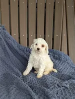 Benedict , a male Cavapoo for sale in Bristol, IN – Photo 1 of 5