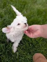 Benedict , a male Cavapoo for sale in Bristol, IN – 4 of 10
