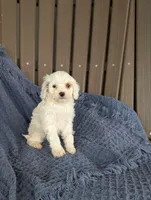 Benedict , a male Cavapoo for sale in Bristol, IN – Photo 2 of 5