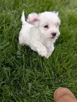 Benedict , a male Cavapoo for sale in Bristol, IN – 5 of 10