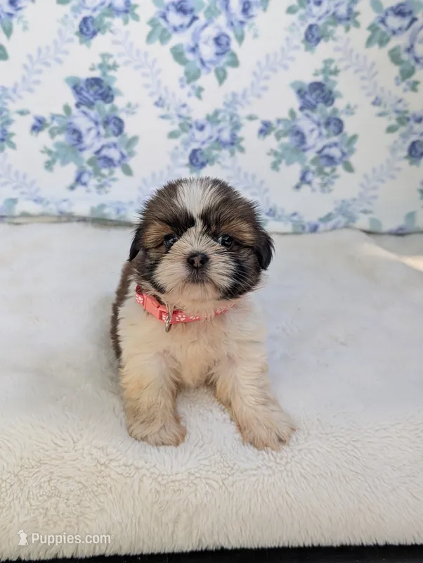 Felicity  – Shih Tzu puppy for sale in Bristol, IN