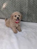 Bentley , a male Poodle - Toy  for sale in Bristol, IN – 4 of 5