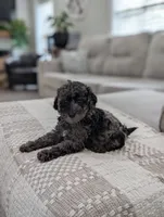 Mcallister , a male Poodle - Miniature  for sale in Bristol, IN – 2 of 10