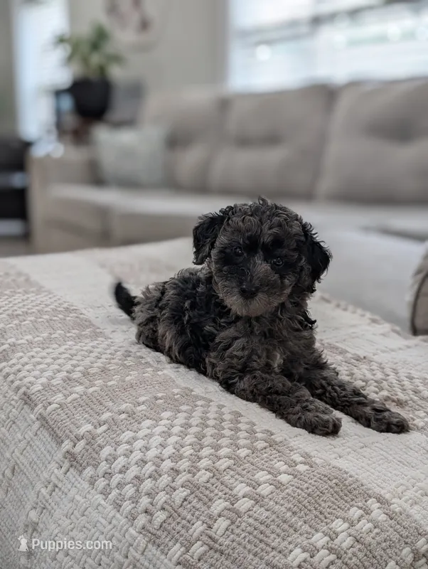 Mcallister  – Poodle - Miniature  puppy for sale in Bristol, IN