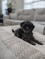 Mcallister , a male Poodle - Miniature  for sale in Bristol, IN – 1 of 10