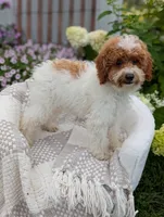 Travis , a male Poodle - Toy  for sale in Bristol, IN – 3 of 5