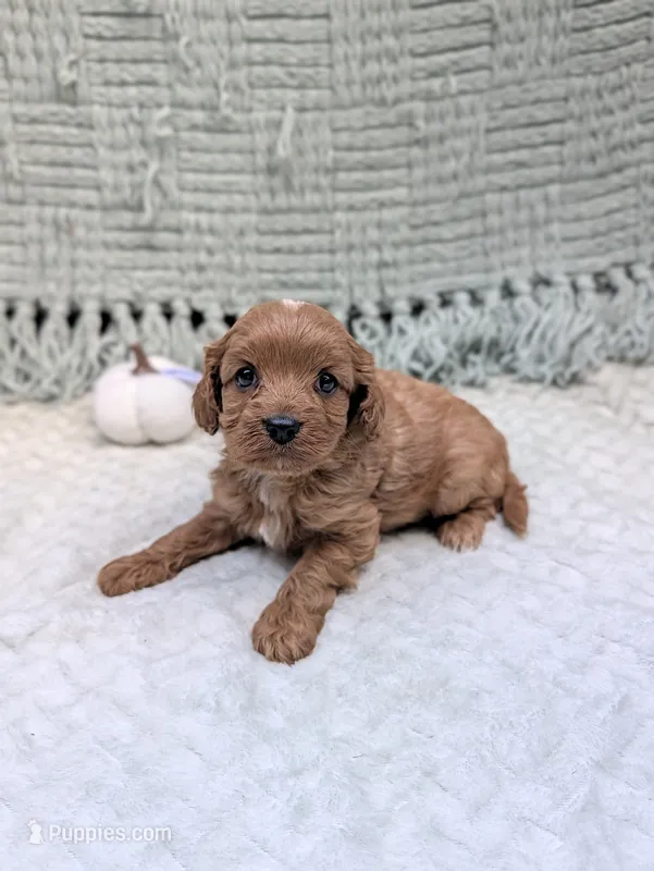 Brenda  – Cavapoo puppy for sale in Bristol, IN