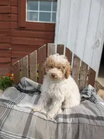 Ricky, a male Poodle - Miniature  for sale in Bristol, IN – 2 of 7