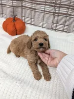 Ray, a male Miniature Goldendoodle for sale in Bristol, IN – 2 of 6